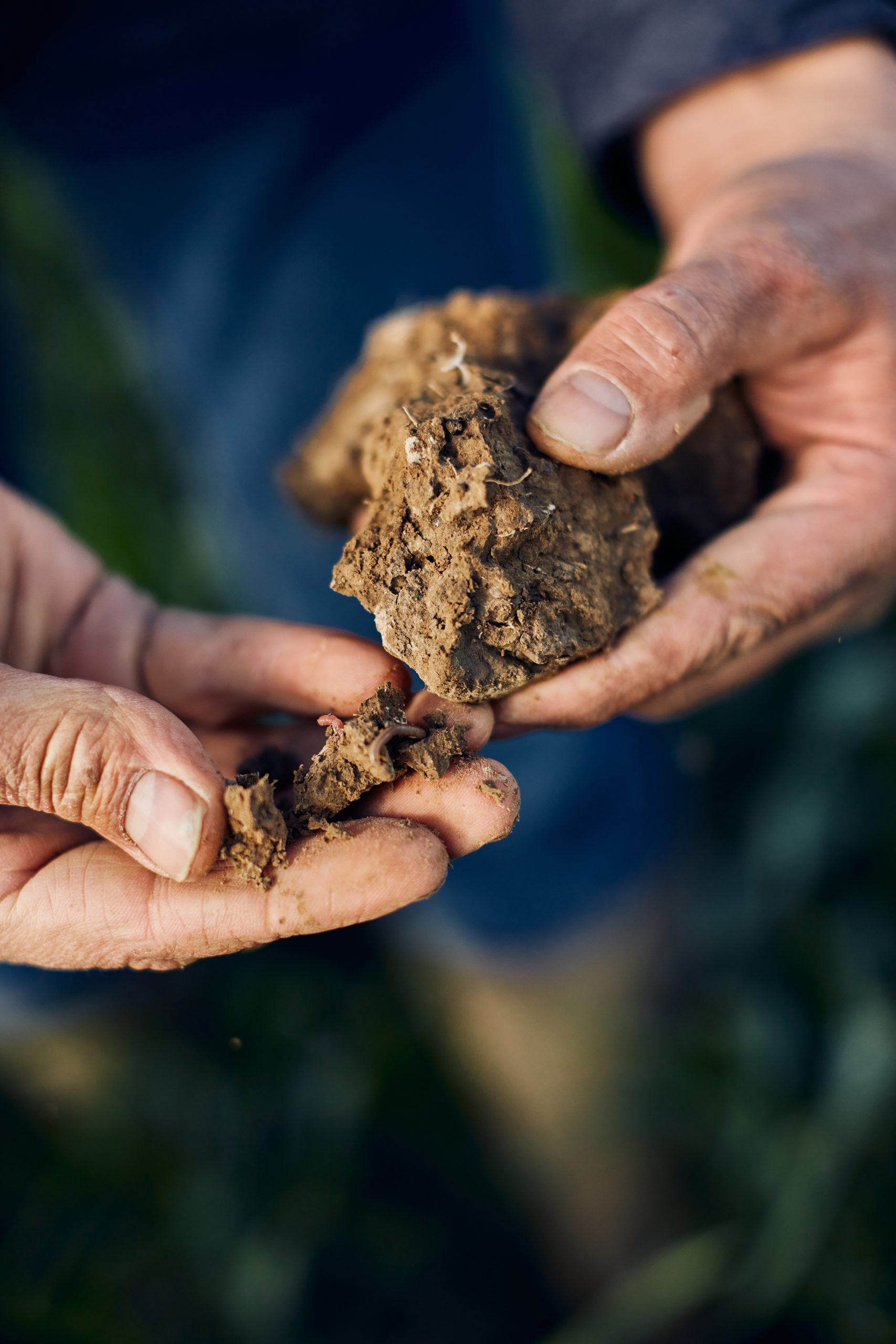 Agriculture de conservation des sols
