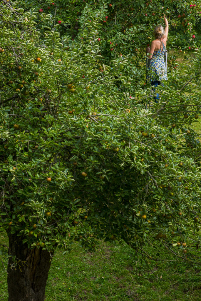 Cueilleuse de pommes dans un verger à hautes tiges.