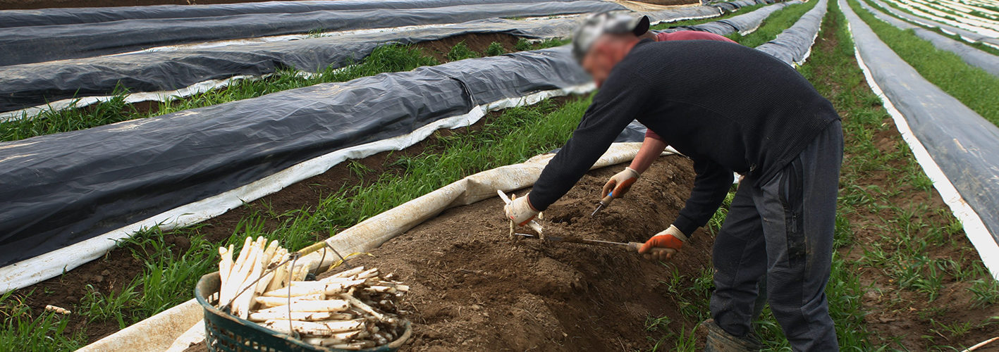 Travailleurs saisonniers agricoles