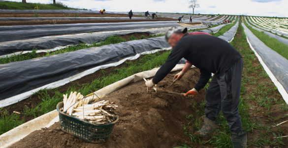 Travailleurs saisonniers agricoles