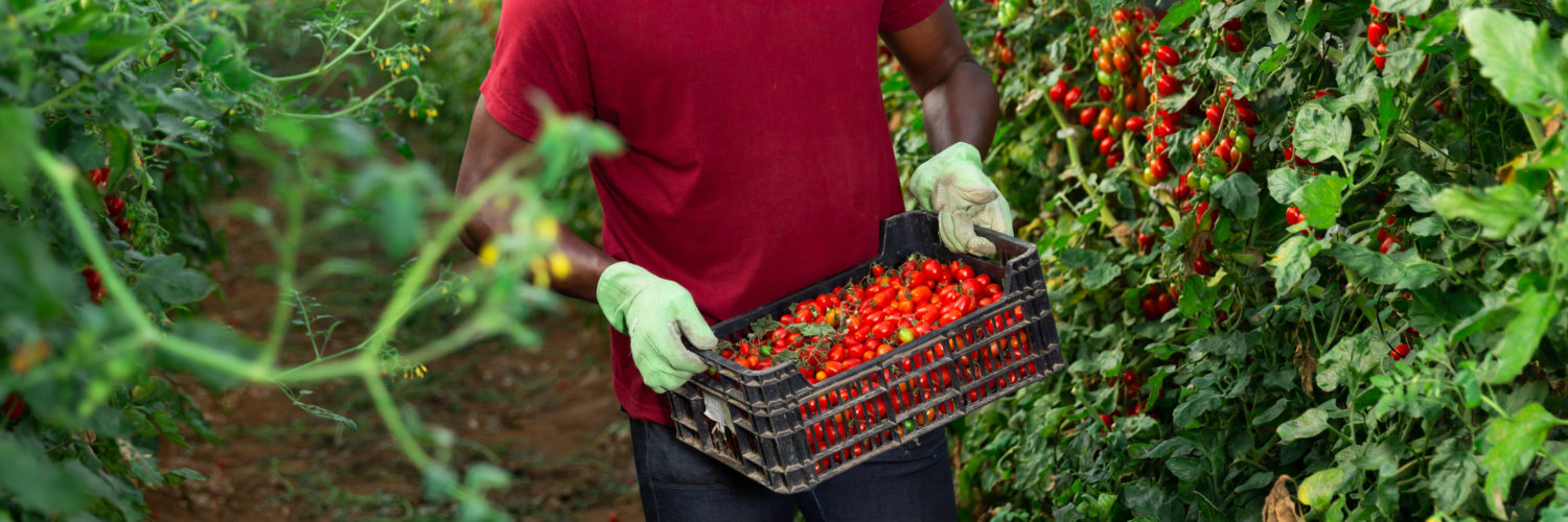 Sans papier, travailleurs saisonniers agricoles