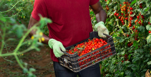 Sans papier, travailleurs saisonniers agricoles