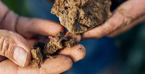 Agriculture de conservation des sols