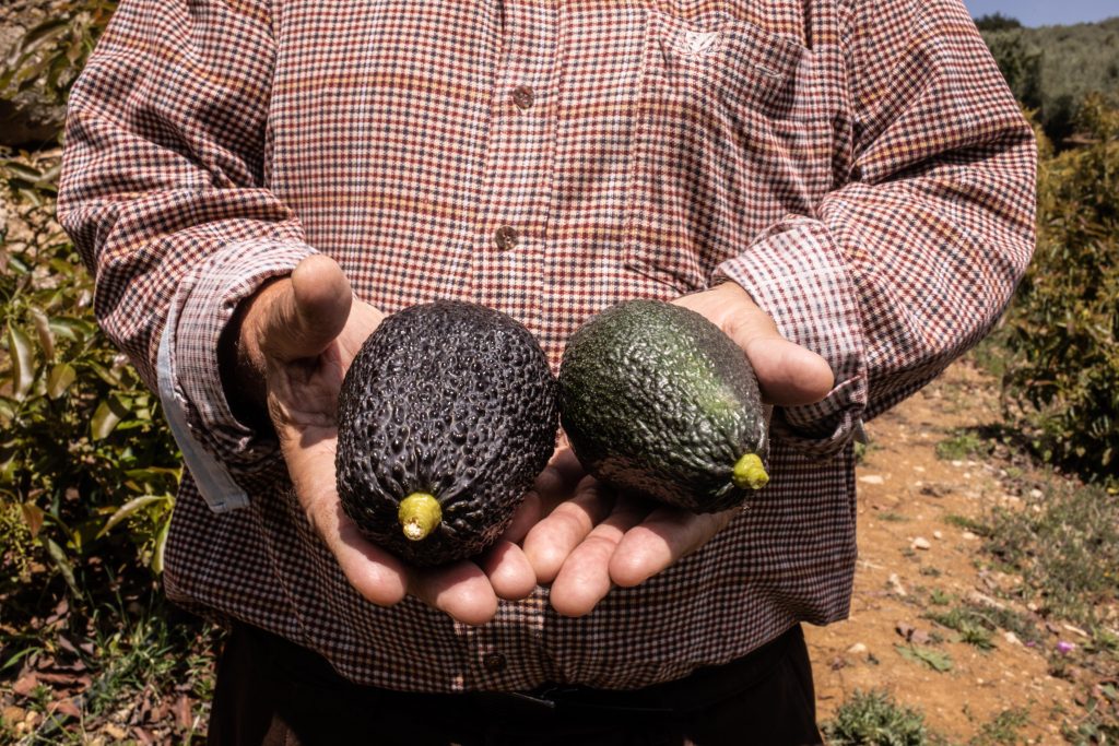 Avocats