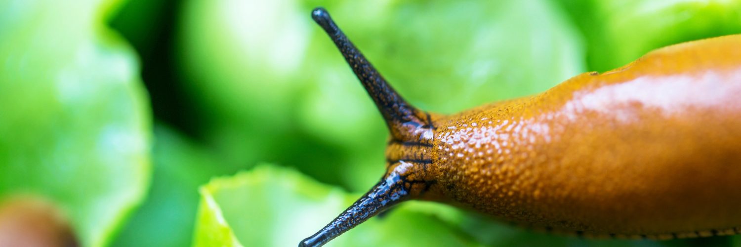 Limaces agro écologie
