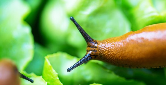 Limaces agro écologie