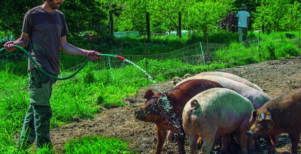 Agriculture sociale