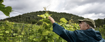 Vignoble du Martinet