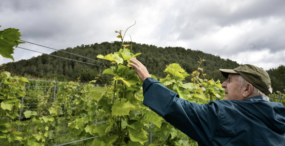 Vignoble du Martinet