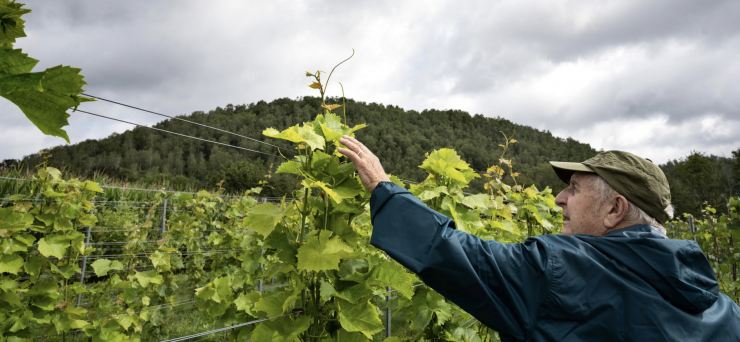Vignoble du Martinet