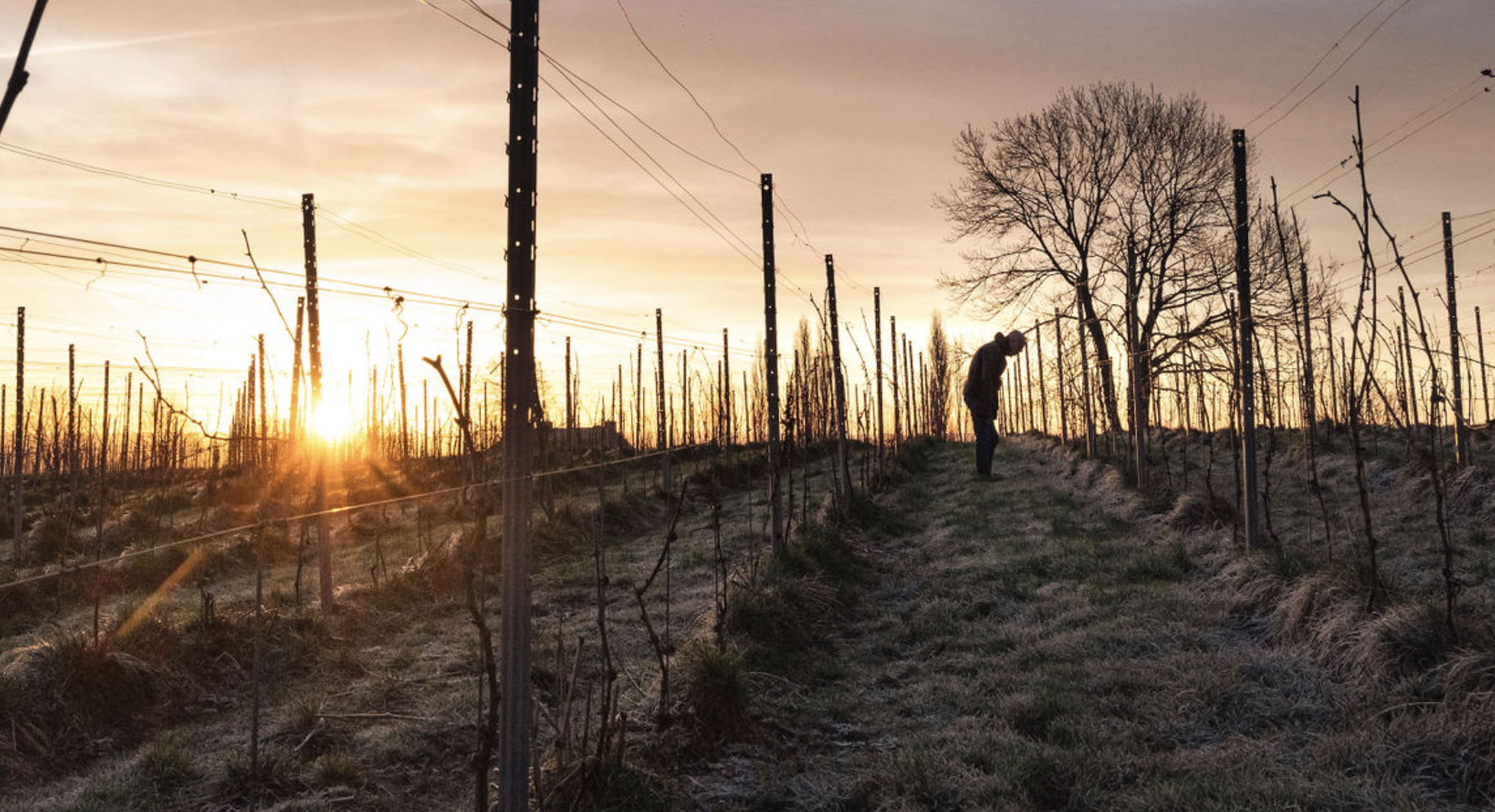 Vignobles wallons