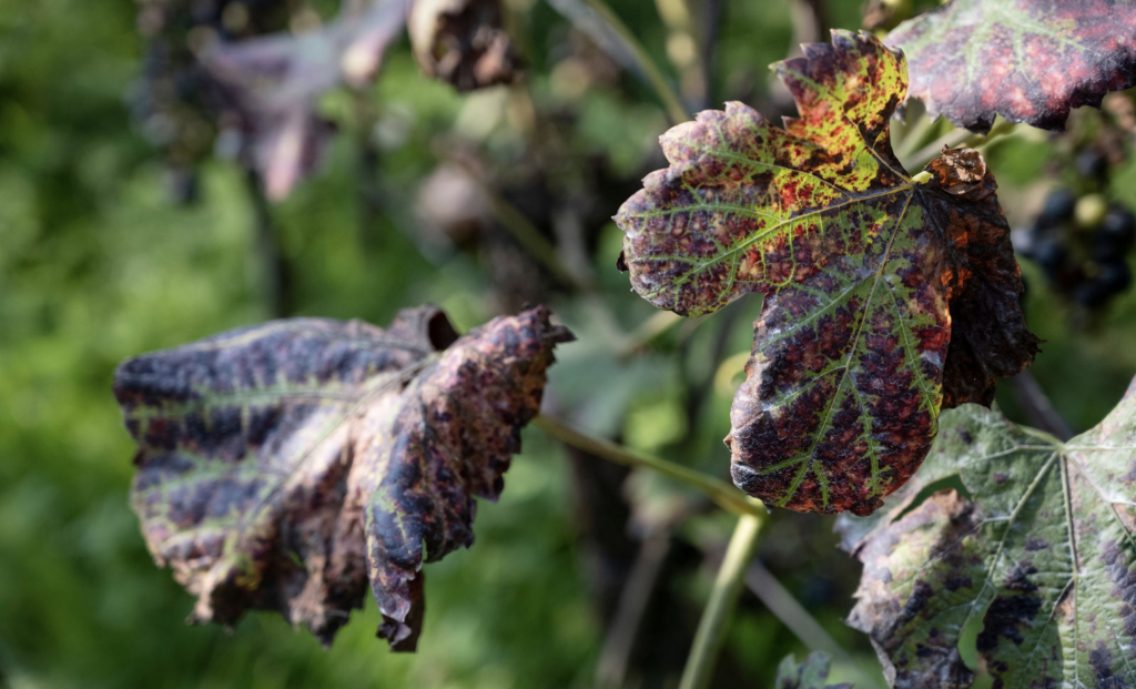 Vignobles wallons