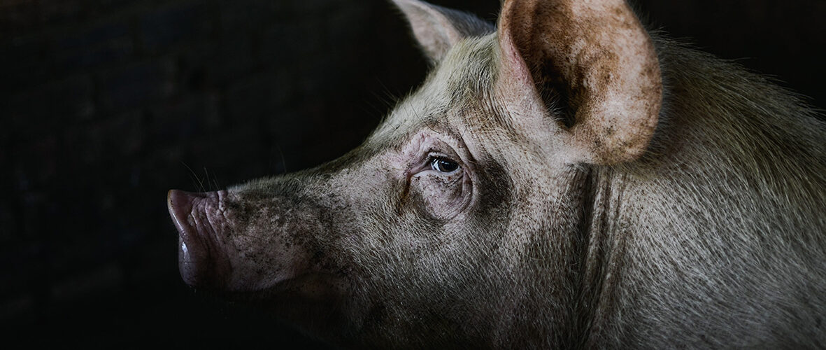Belgian Pork group