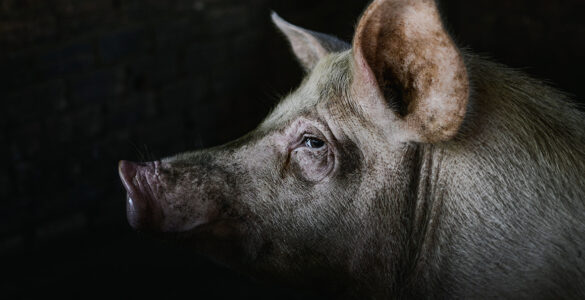 Belgian Pork group