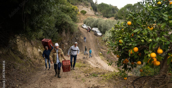 Oranges climat