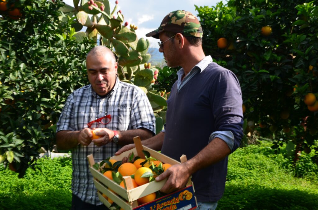 Oranges climat