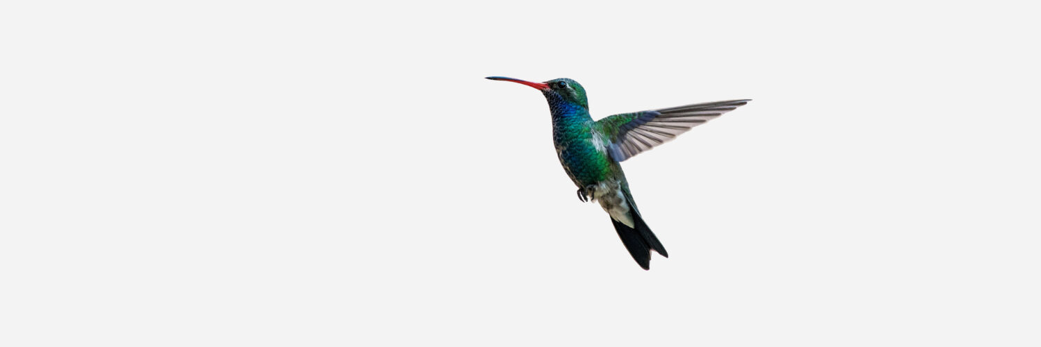 Élections colibri