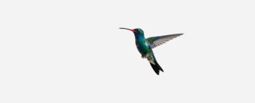 Élections colibri