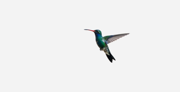 Élections colibri