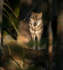 Wallonie Loup