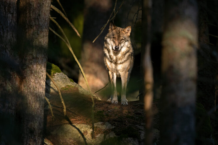 Wallonie Loup