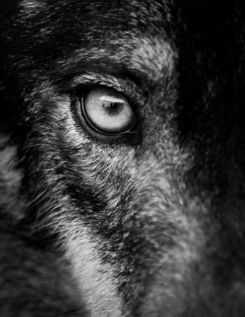 Loup
