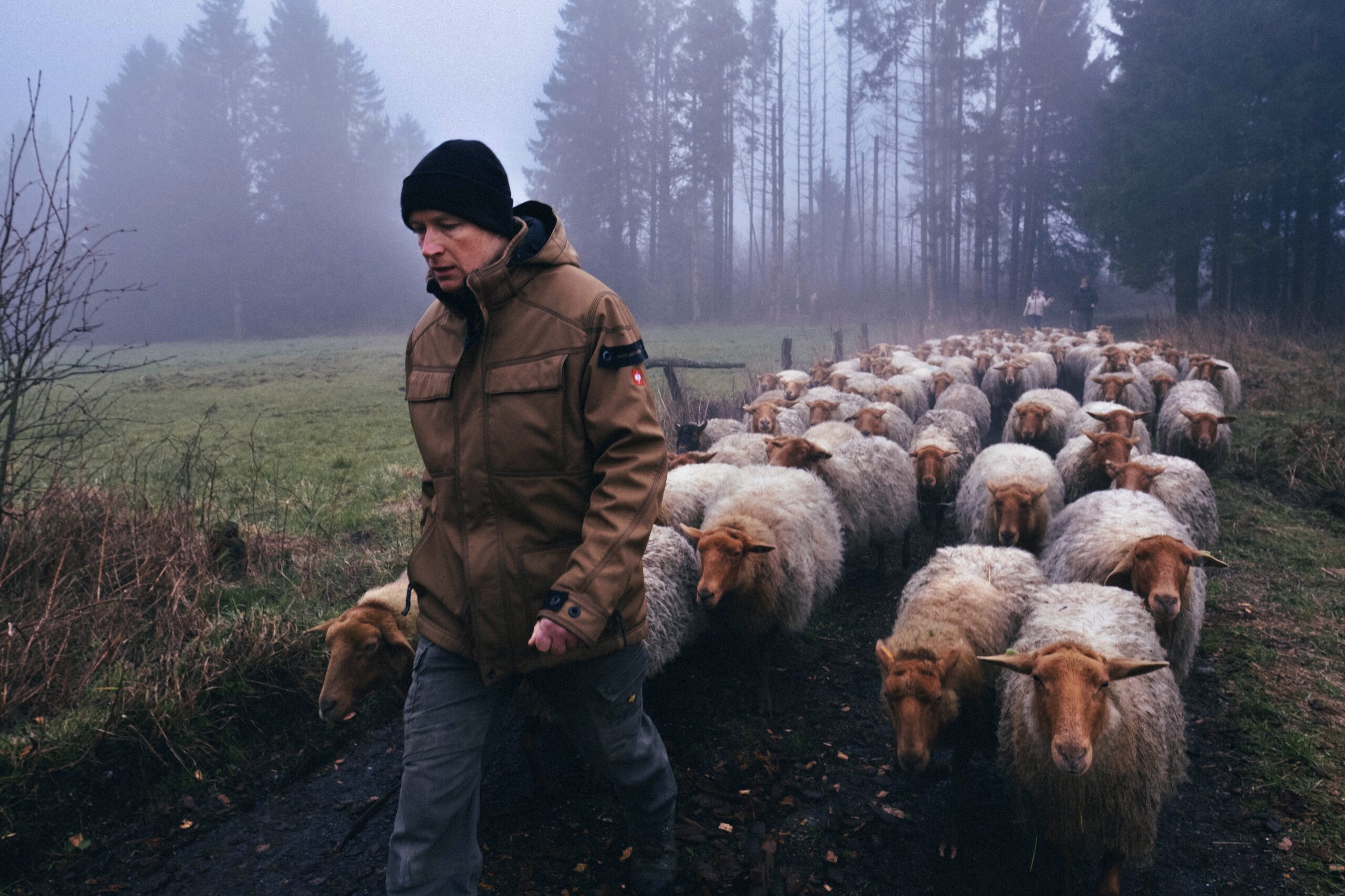 Paysan menant un troupeau de moutons en milieu rural en Belgique