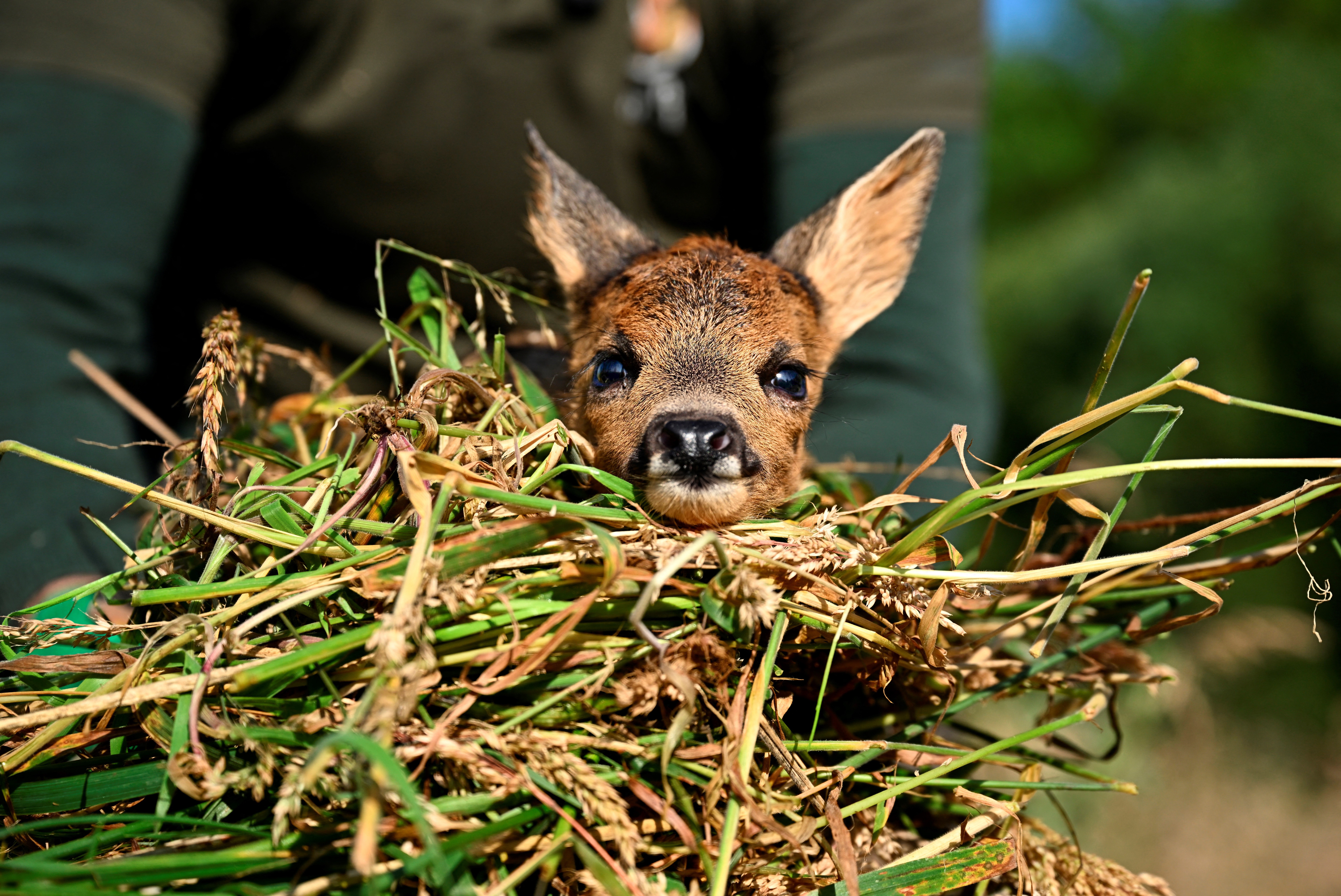 Sauvons Bambi drone